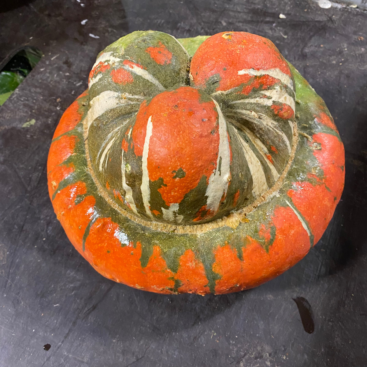Gourds &#39;Turks Turban&#39;
