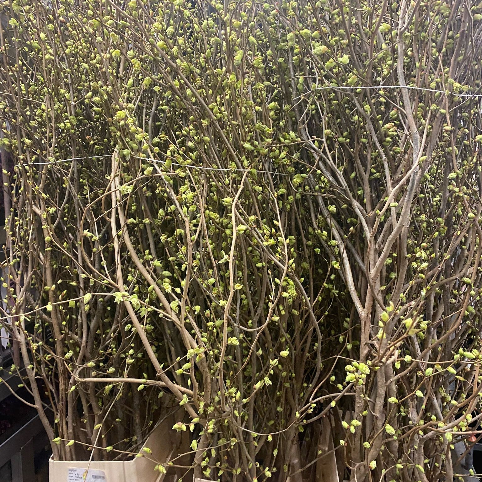 Corylopsis 'Witch-Hazel' (Various Lengths)