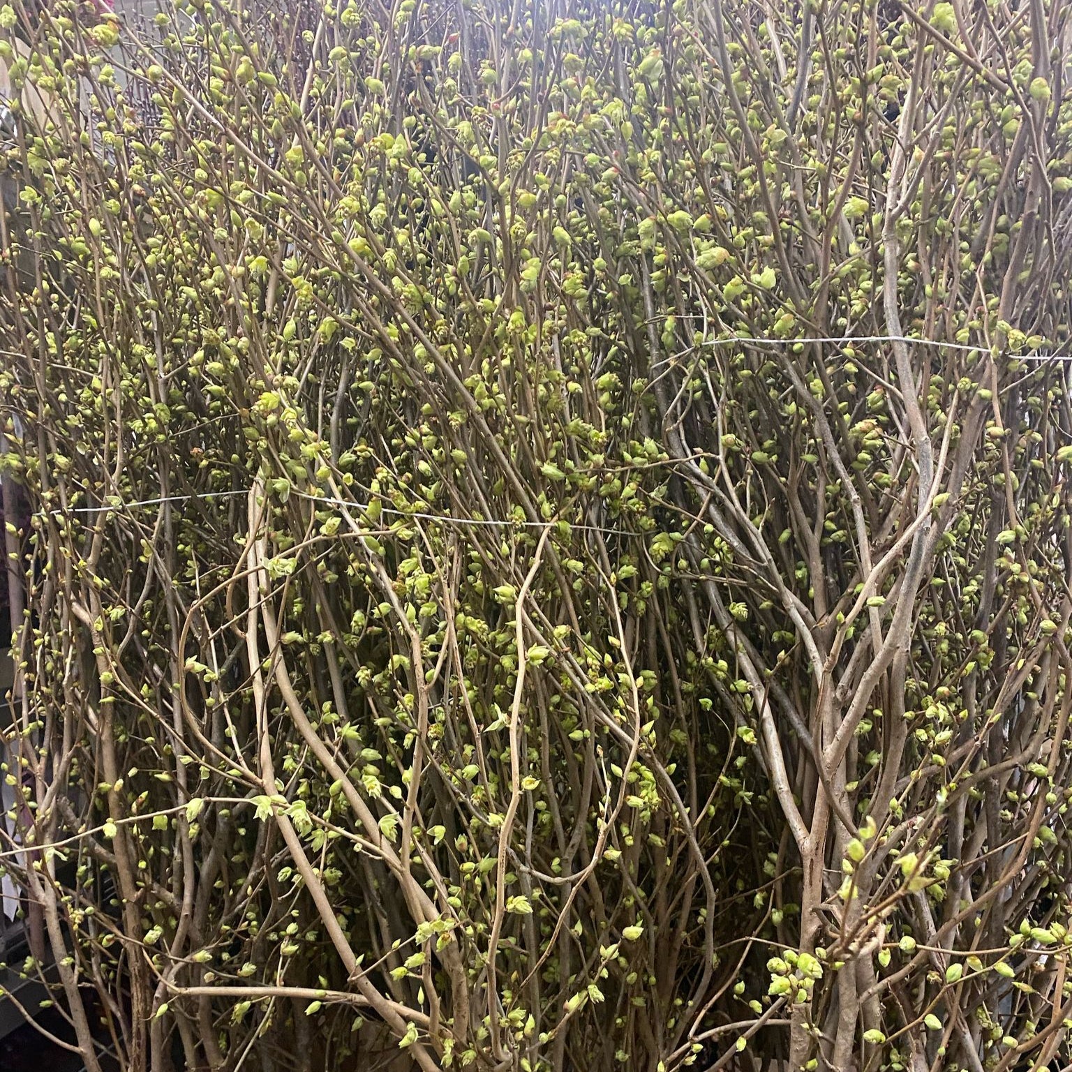 Corylopsis 'Witch-Hazel' (Various Lengths)