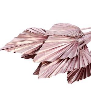 Palm 'Spear Palm' (Medium) (Painted) (DRY) (Various Colours) (x5)