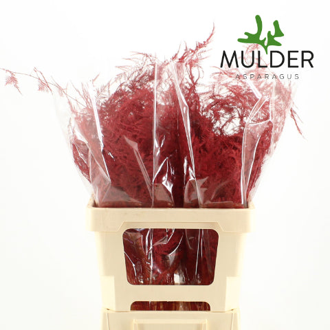 Fern 'Asparagus' (Painted) 65cm (Various Colours) (x50)