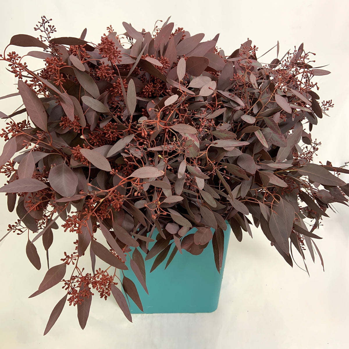 Eucalyptus &#39;Populus Berries&#39; (Red Aspirated) 60cm 300g