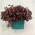 Eucalyptus 'Populus Berries' (Red Aspirated) 60cm 300g