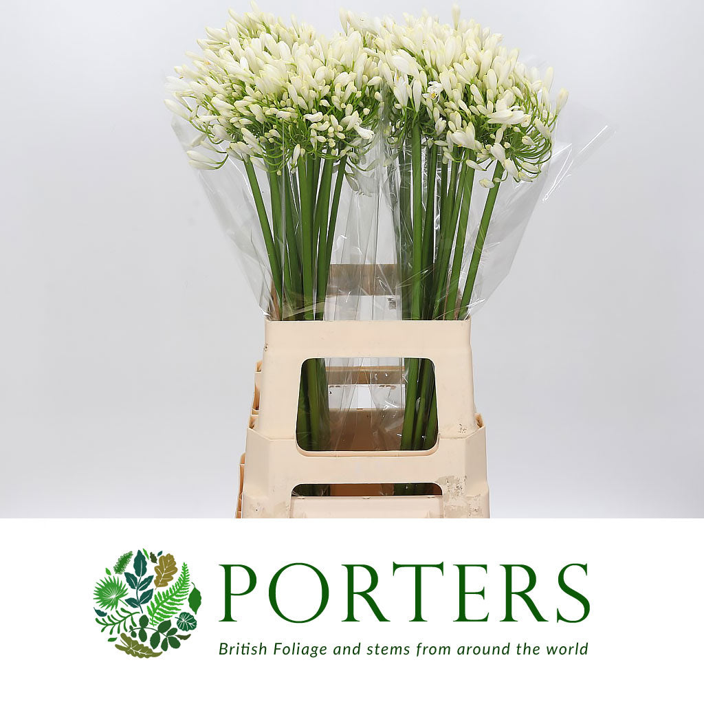 Agapanthus White &#39;White Heaven&#39; (Various Lengths)