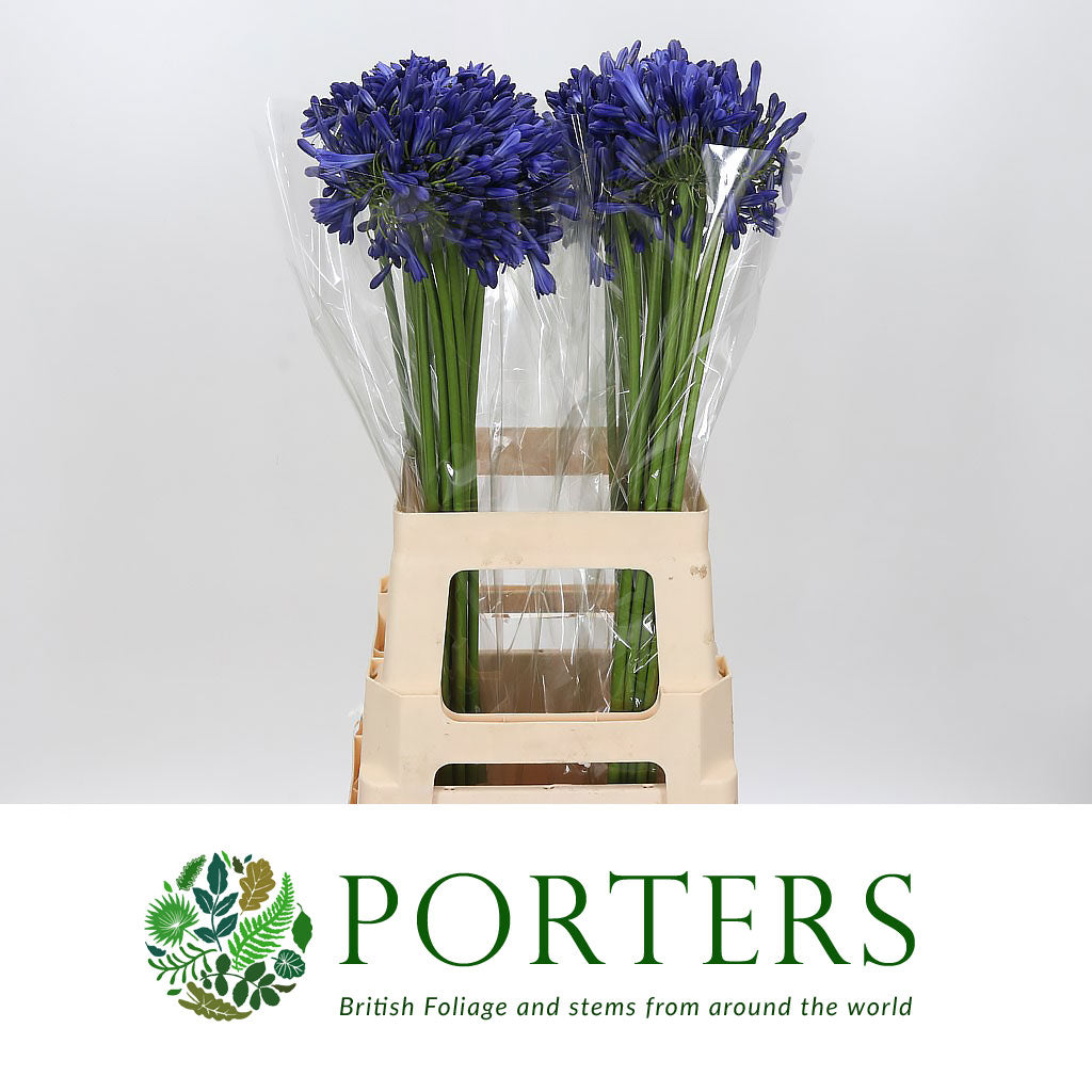 Agapanthus Blue &#39;Blue Lilly&#39; (Various Lengths)