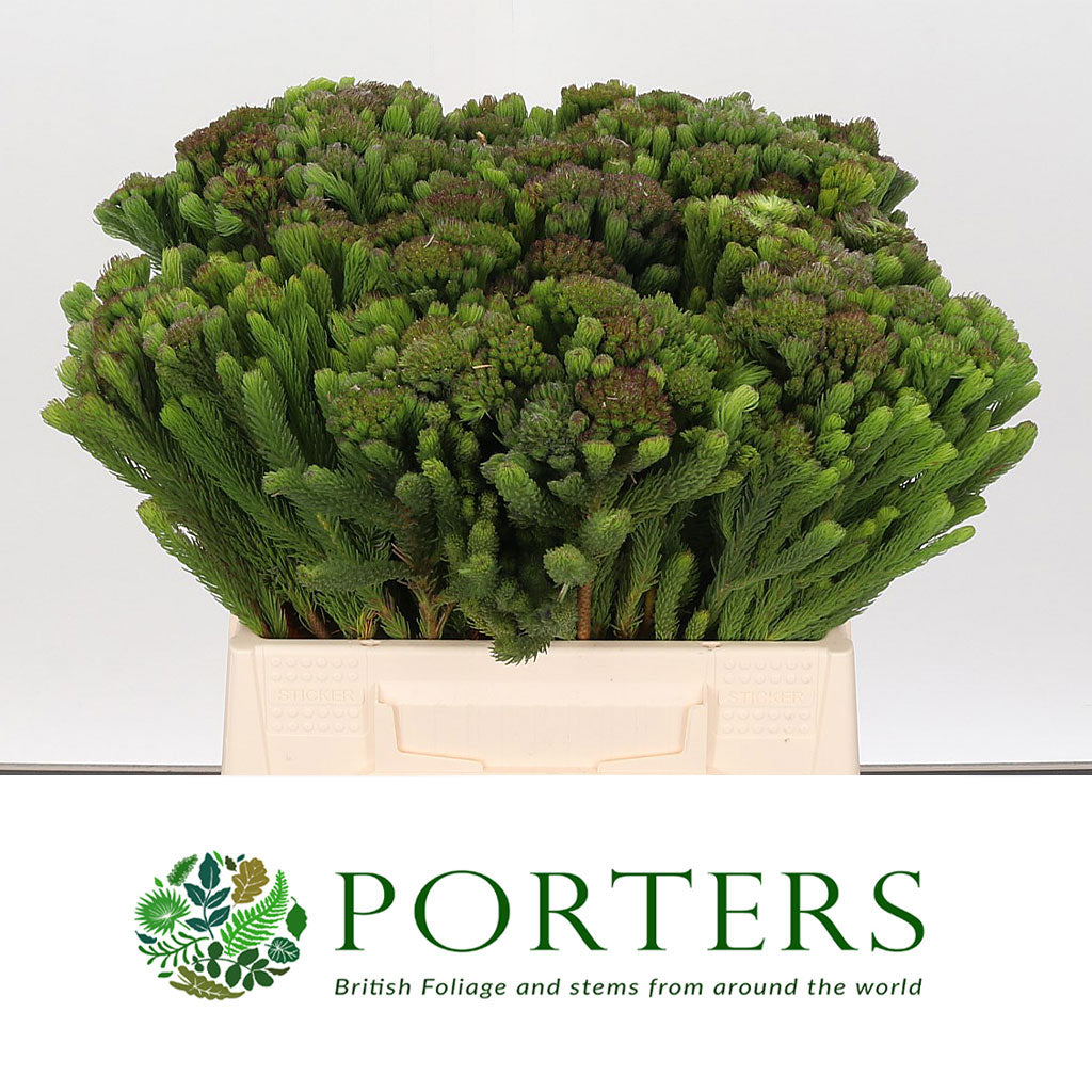 Berzelia &#39;Albiflora&#39; (Brunia) (Various lengths)