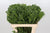 Berzelia 'Albiflora' (Foliage) (Various Lengths)