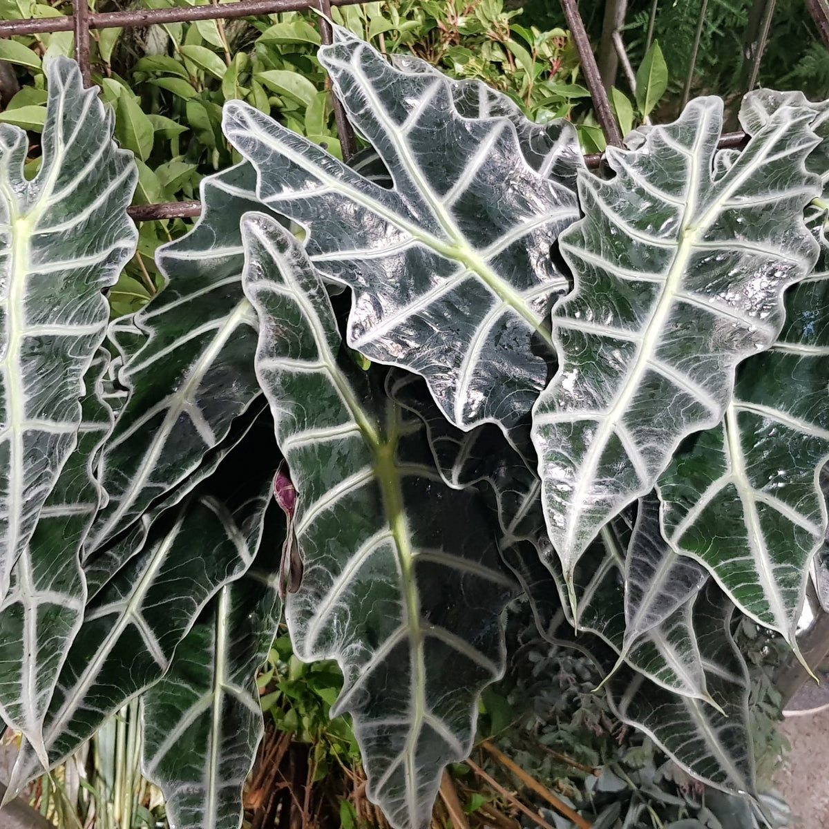 Alocasia &#39;Amazonica&#39; Leaves (Various Sizes)