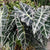 Alocasia 'Amazonica' Leaves (Various Sizes)