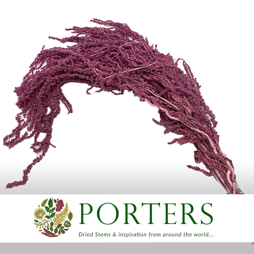 Amaranthus &#39;Trailing&#39; (Coloured) (Various Options)