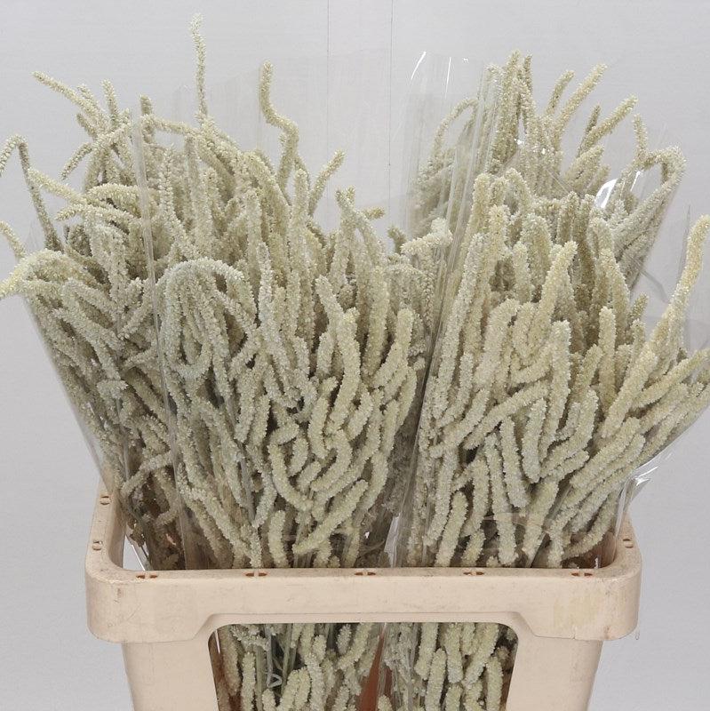 Amaranthus &#39;Yearming Desert&#39; 60cm (x25)