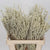 Amaranthus 'Yearming Desert' (x25) (Various Lengths)