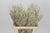 Amaranthus 'Yearming Desert' 60cm (x25)
