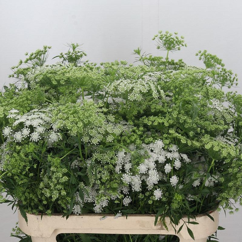 Ammi &#39;Visnaga&#39; (Various Sizes) (x10)
