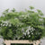 Ammi 'Visnaga' (Various Sizes) (x10)