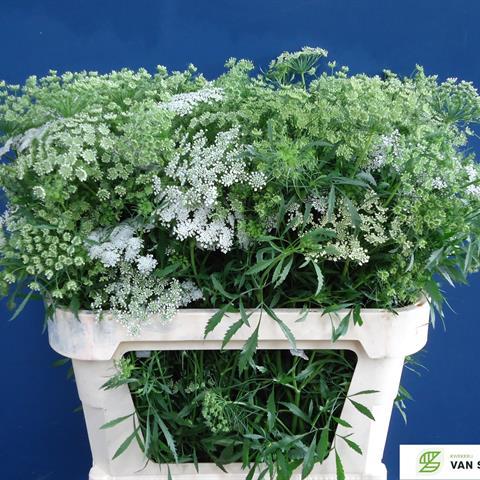 Ammi &#39;Visnaga&#39; (Various Sizes) (x10)