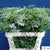 Ammi 'Visnaga' (Various Sizes) (x10)