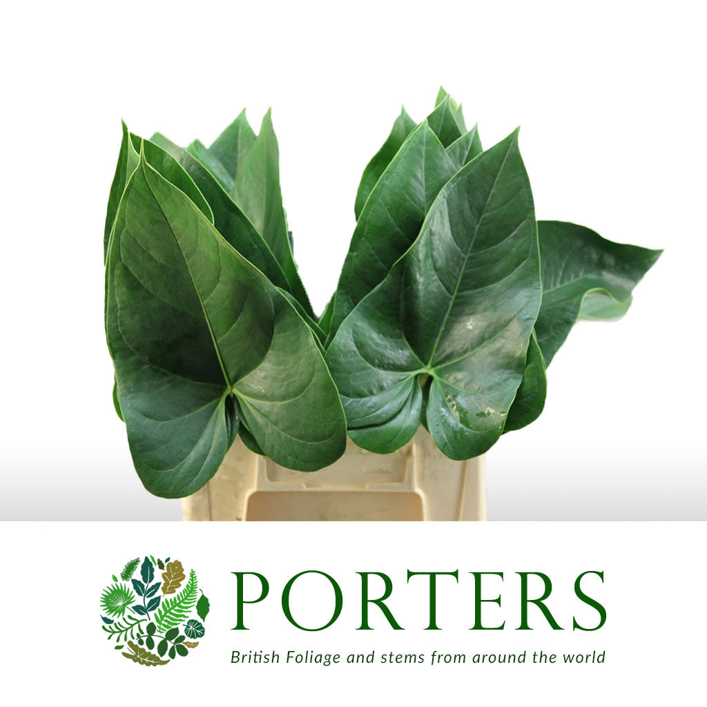 Anthurium &#39;Andreanum&#39; Leaves (Various Sizes)