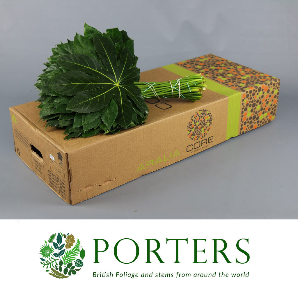 Aralia Leaves 'Green' (Various Lengths)