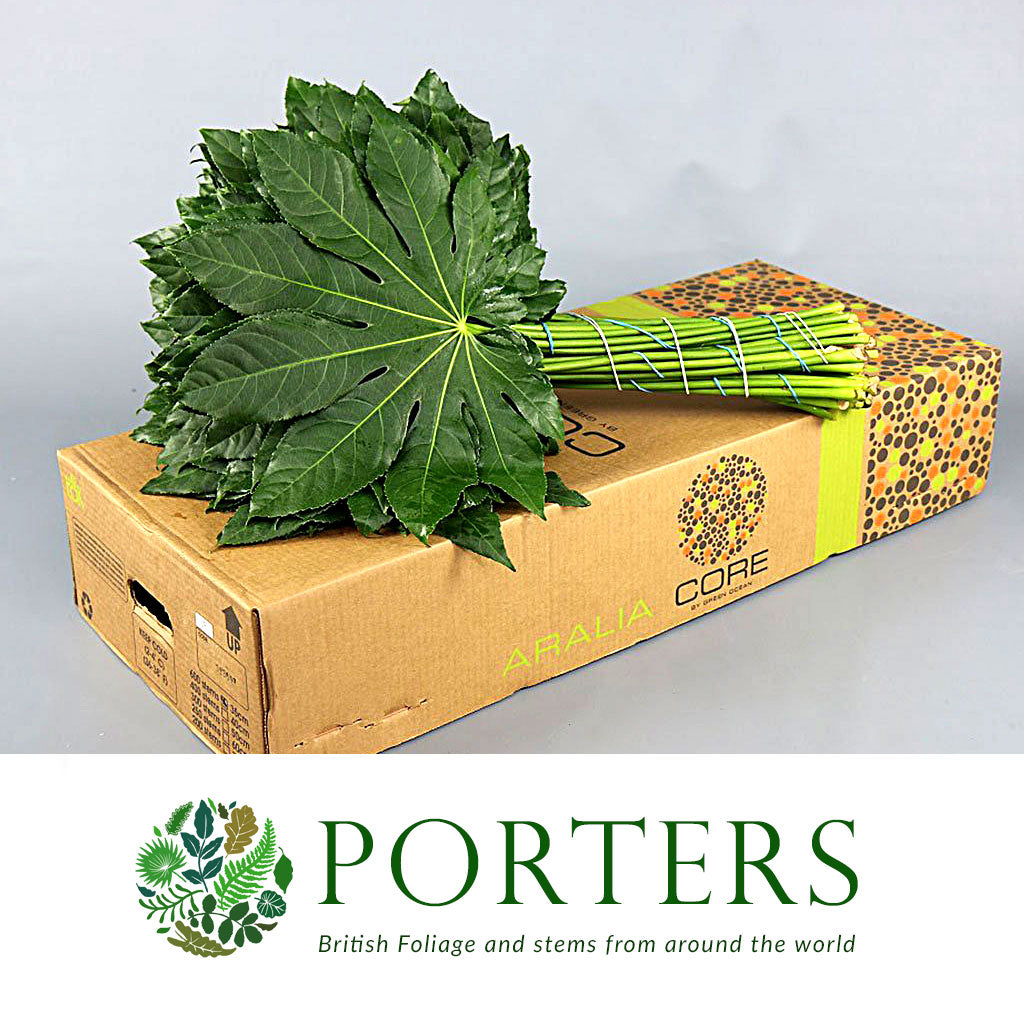 Aralia Leaves 'Green' (Various Lengths)