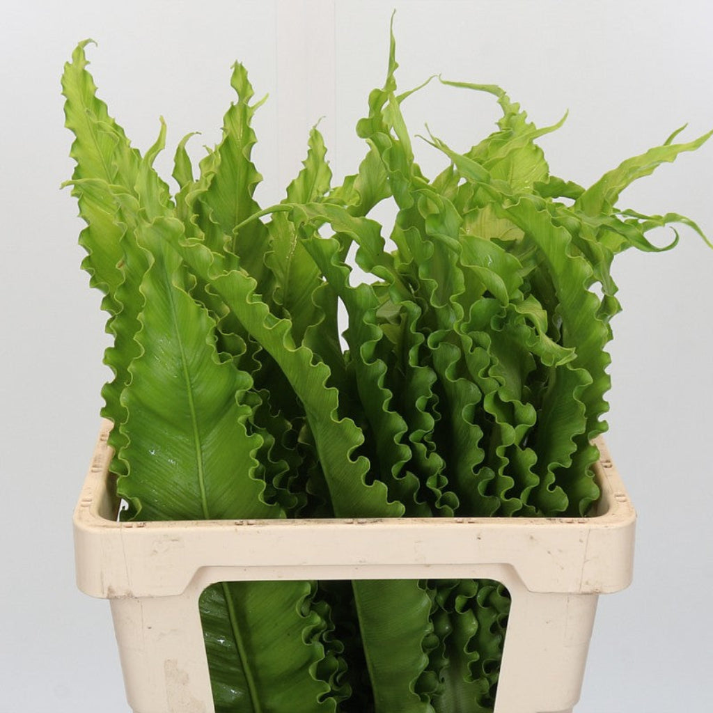 Asplenium 'Leaves' (Nidus) (Various Sizes)