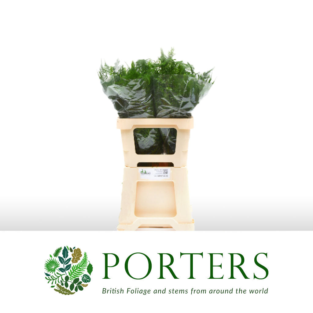 Fern &#39;Asparagus&#39; (Mix-3 Variety&#39;s) (Various Lengths)