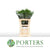 Fern 'Asparagus' (Mix-3 Variety's) (Various Lengths)