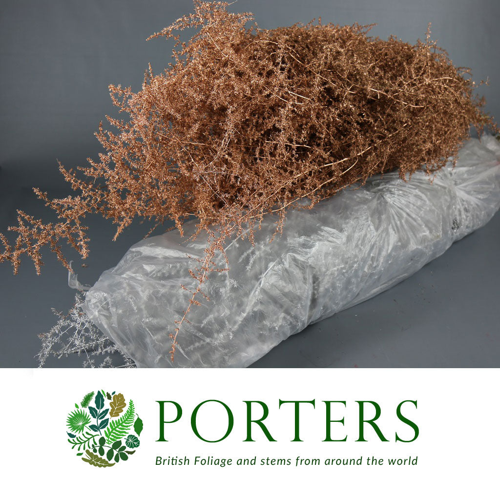 Sprengeri &#39;Asparagus Fern&#39; Trailing (Various Colours) Wild Painted 1m (x25)