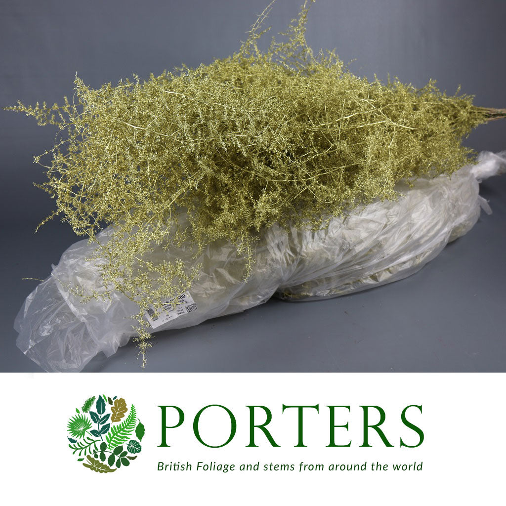 Sprengeri &#39;Asparagus Fern&#39; Trailing (Various Colours) Wild Painted 1m (x25)