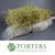 Sprengeri 'Asparagus Fern' Trailing (Various Colours) Wild Painted 1m (x25)