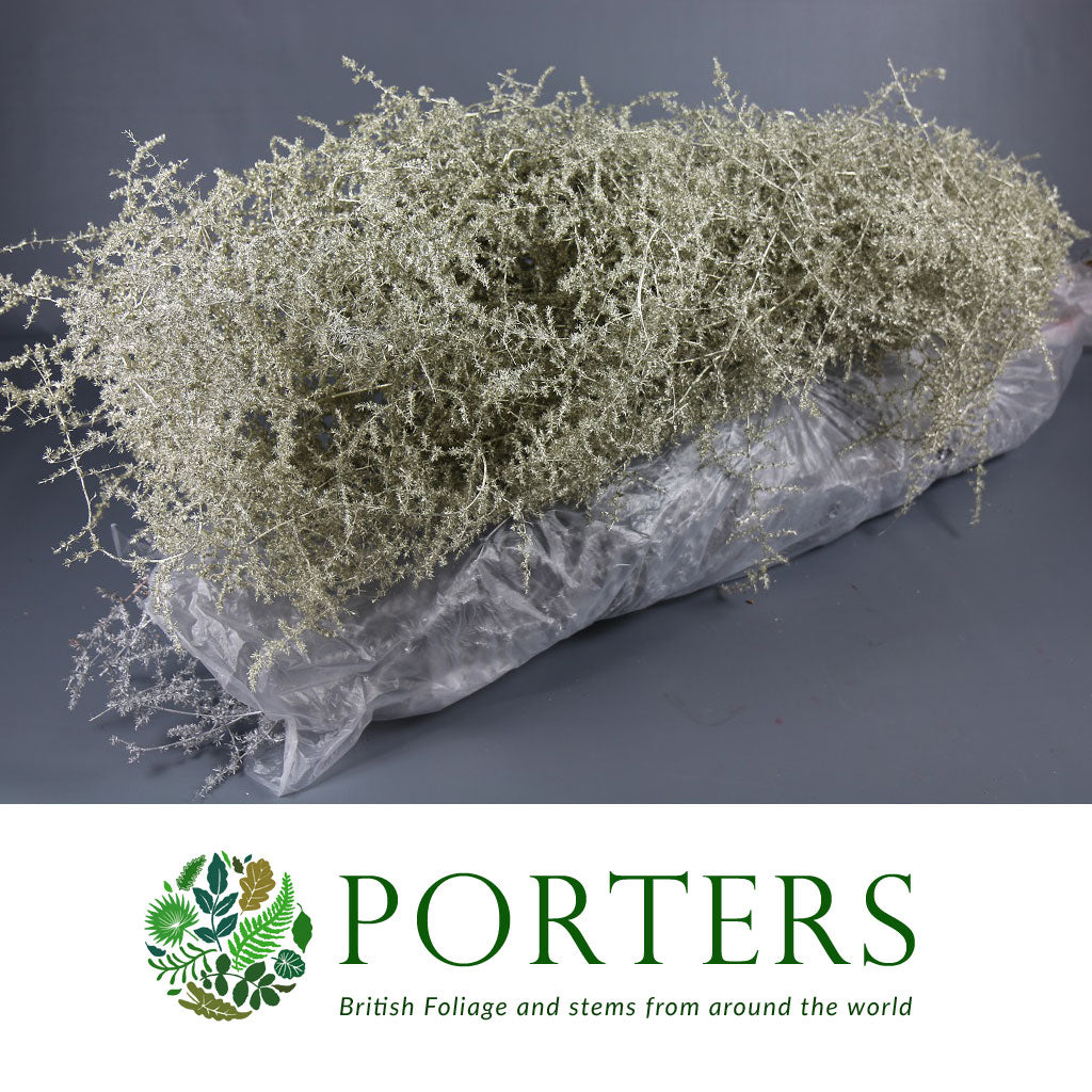 Sprengeri &#39;Asparagus Fern&#39; Trailing (Various Colours) Wild Painted 1m (x25)