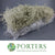 Sprengeri 'Asparagus Fern' Trailing (Various Colours) Wild Painted 1m (x25)