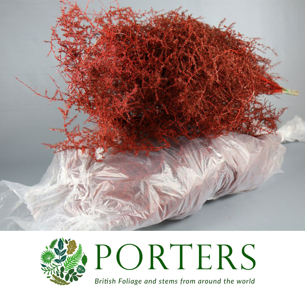 Sprengeri &#39;Asparagus Fern&#39; Trailing (Various Colours) Wild Painted 1m (x25)