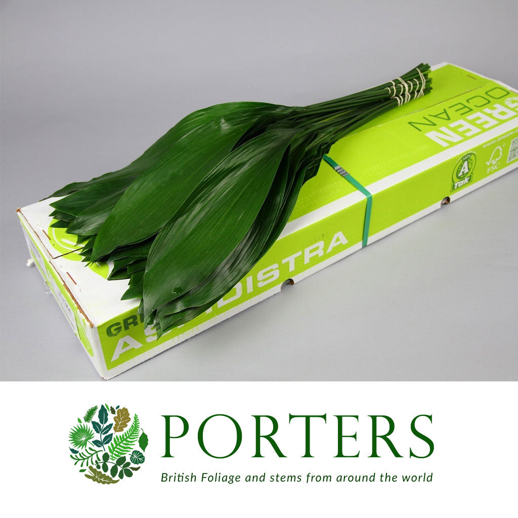 Aspidistra 'Green' (Various Lengths)