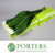 Aspidistra 'Green' (Various Lengths)