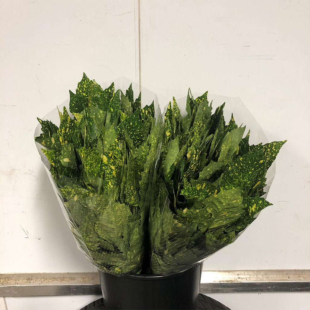 Aucuba 'Cultivated' (Various Sizes)