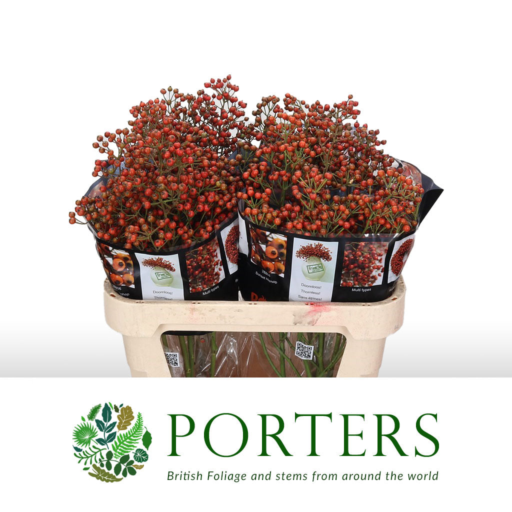 Rose Hips 'Autumn Orange' Straight (Various Heights)