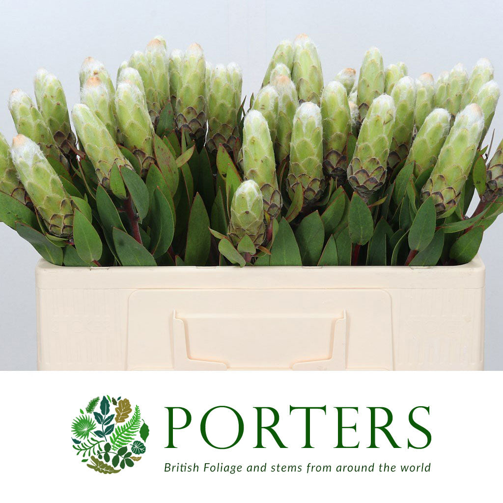 Protea 'Ayoba' (Little Lady) White (Various Lengths)