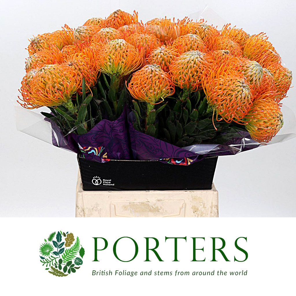 Pincushion Protea &#39;Ayoba&#39; (Various Lengths)