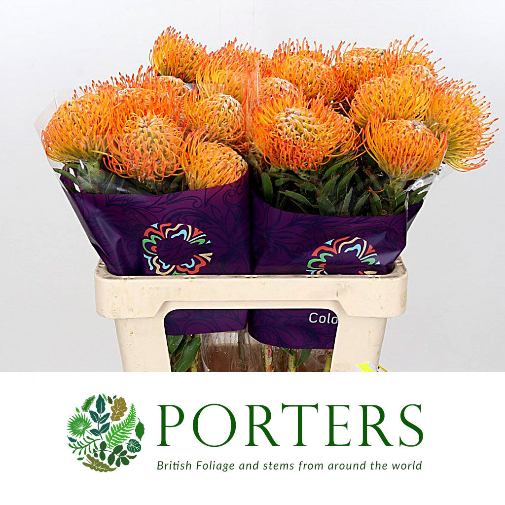Pincushion Protea &#39;Ayoba&#39; (Various Lengths)