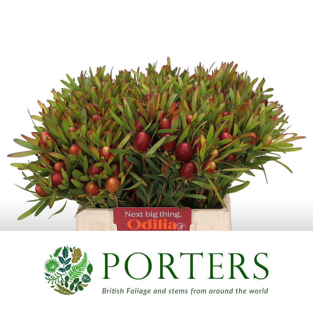 Leucadendron Ayoba 'Cherry Pearl' (Various Lengths)