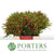 Leucadendron 'Ayoba' (Cherry Pearl) (Various Lengths)
