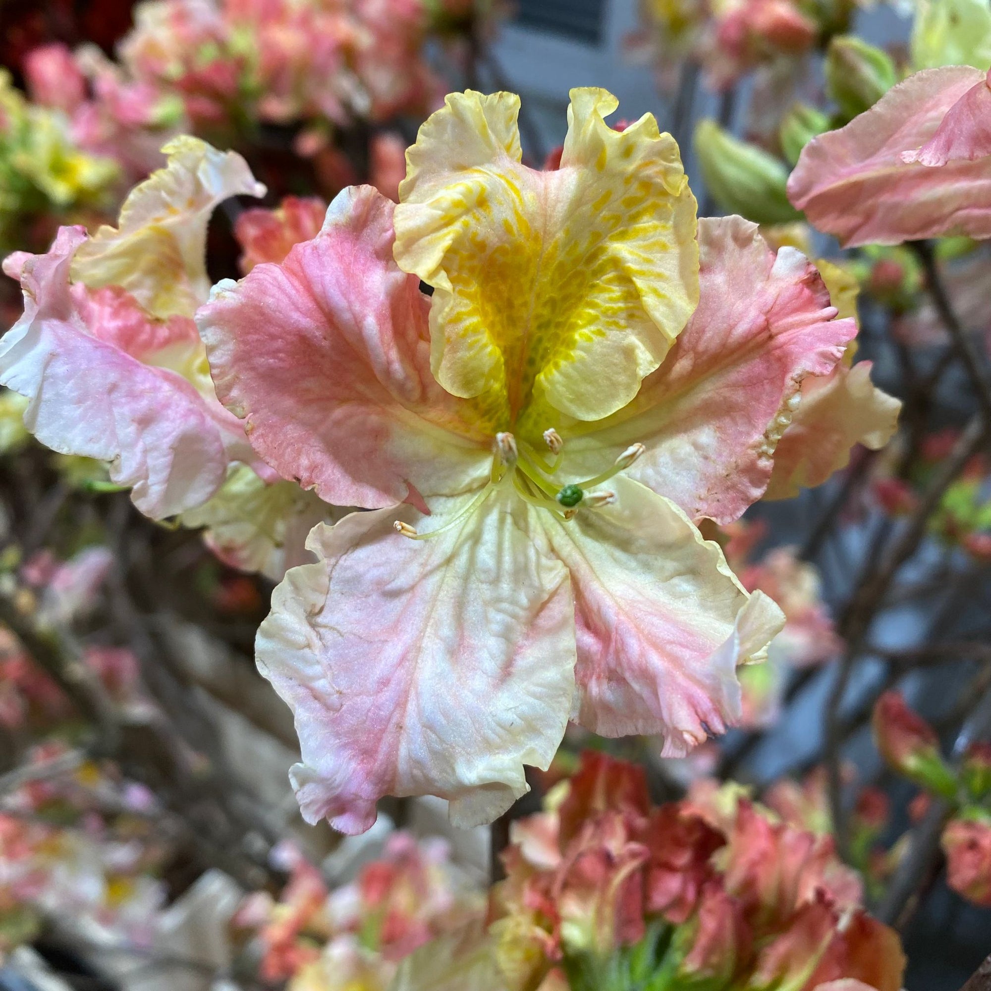 Azalea 'Flower' (Cultivated) (Various Sizes)