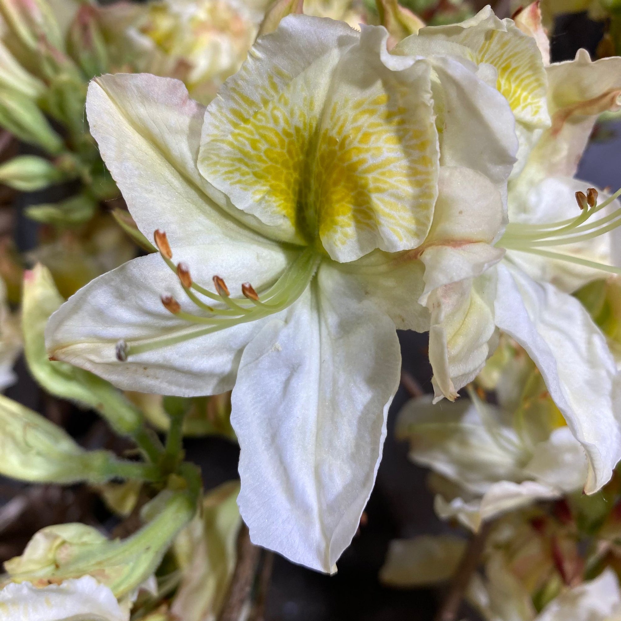 Azalea 'Flower' (Cultivated) (Various Sizes)