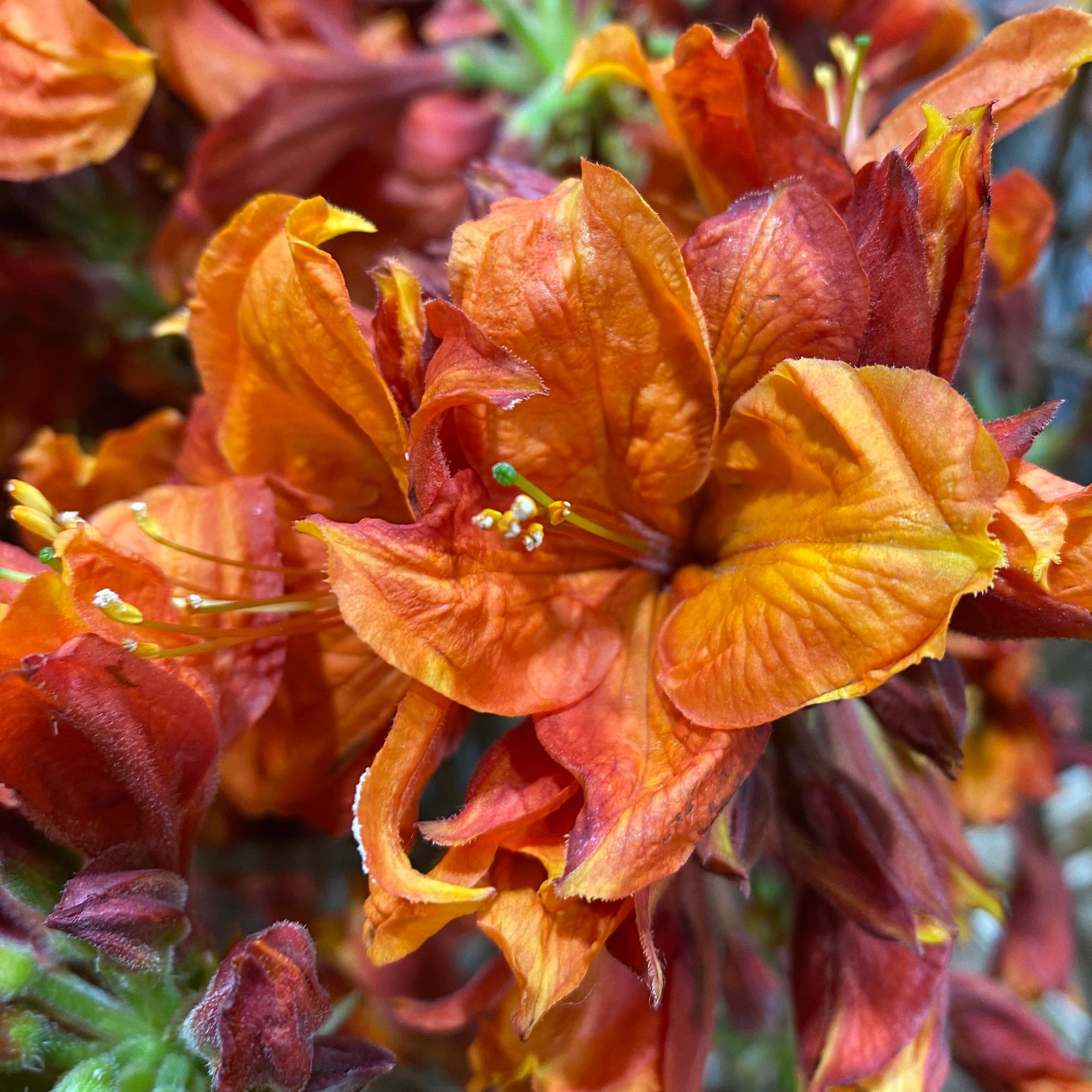 Azalea 'Flower' (Cultivated) (Various Sizes)