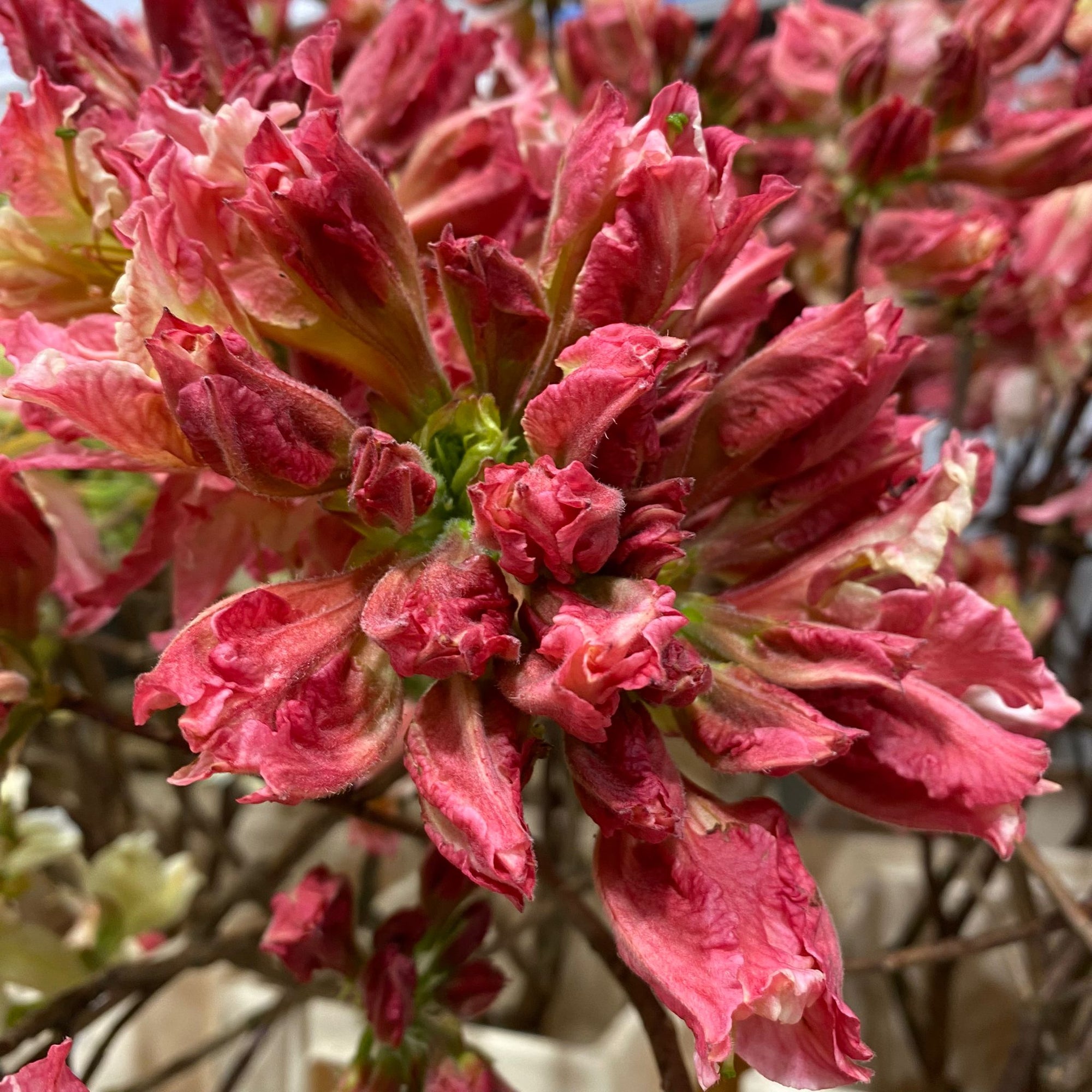 Azalea 'Flower' (Cultivated) (Various Sizes)