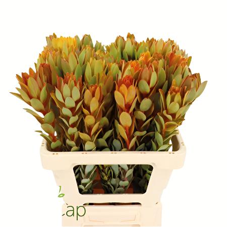 Leucadendron &#39;Nervosum&#39; (Coloured) (Various Lengths)