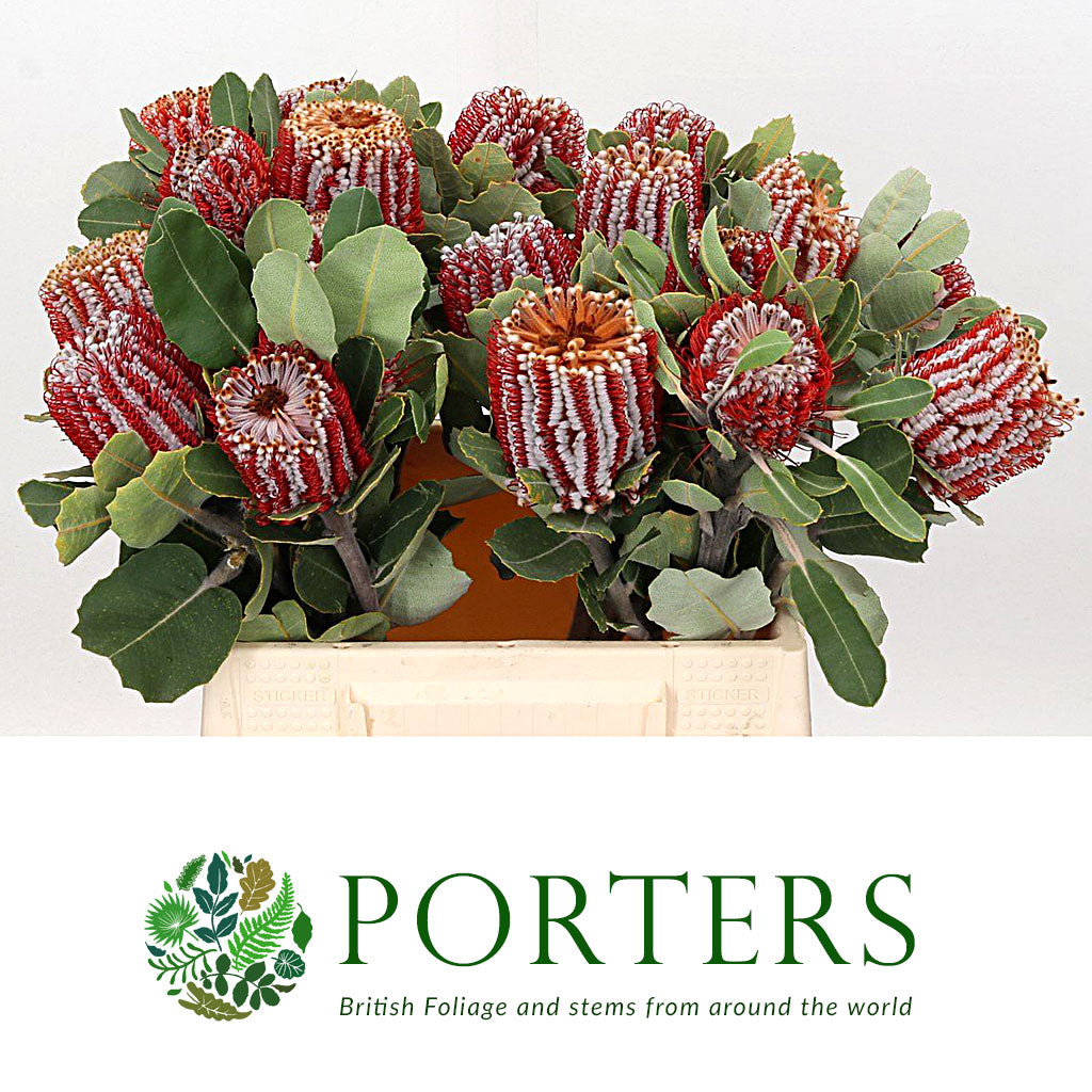 Protea 'Banksia' (Coccinea) (Various Lengths)