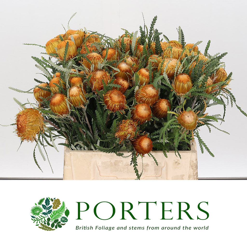 Protea &#39;Banksia&#39; (Dryanda) (Various Lengths)