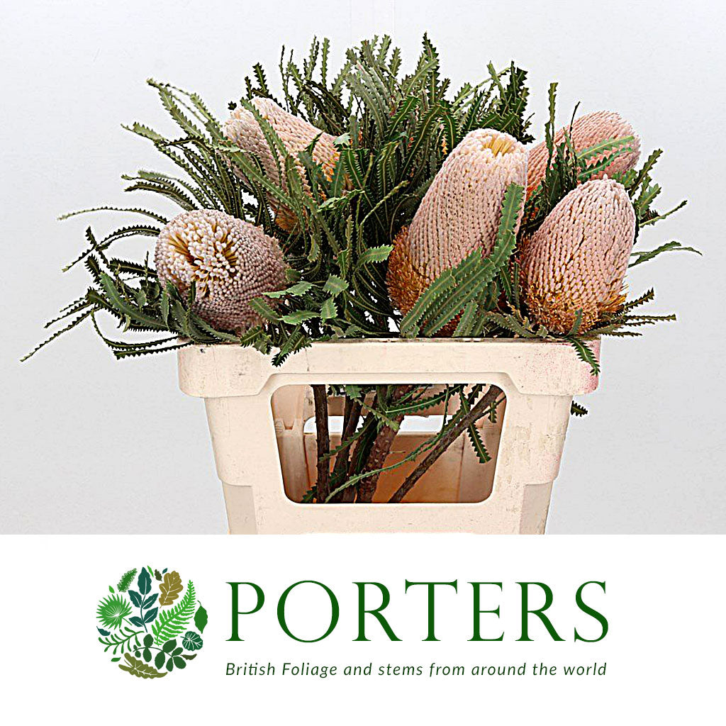 Protea 'Banksia' (Prionotes) (Various Lengths)
